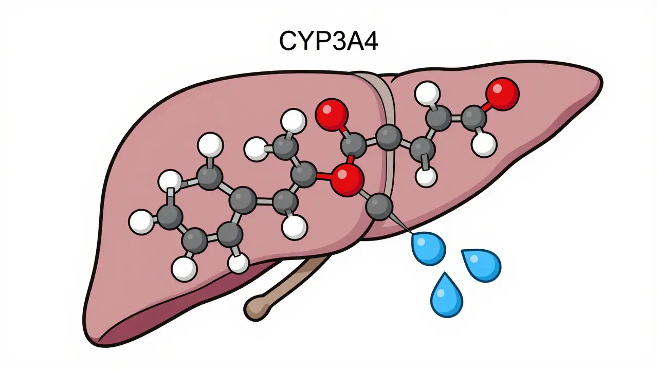 Liver with enzymes breaking down estrogen due to rifampin interaction.
